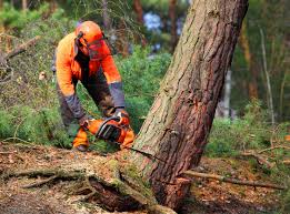 Best Emergency Tree Removal  in Monroe, IA